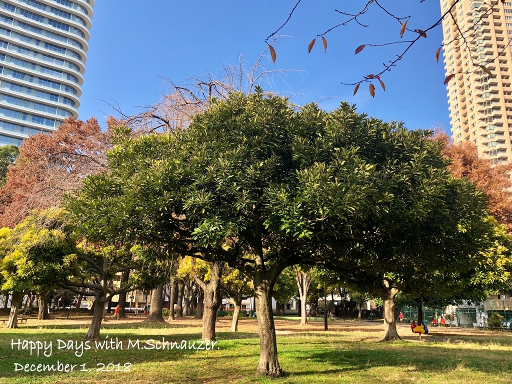 f:id:lovelyanzu:20181202214835j:plain