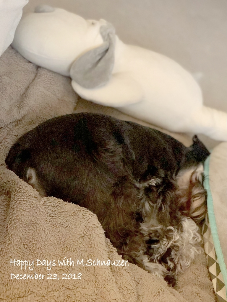 f:id:lovelyanzu:20181223123245j:plain f:id:lovelyanzu:20181223123245j:plain