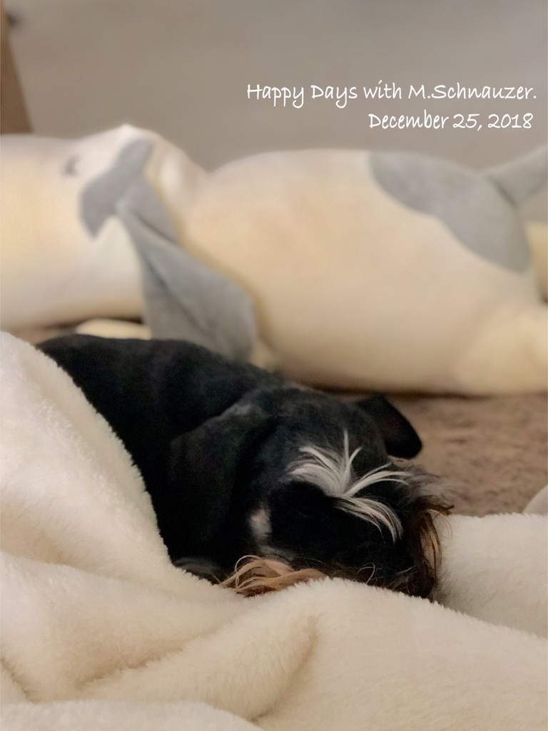 f:id:lovelyanzu:20181226184549j:plain