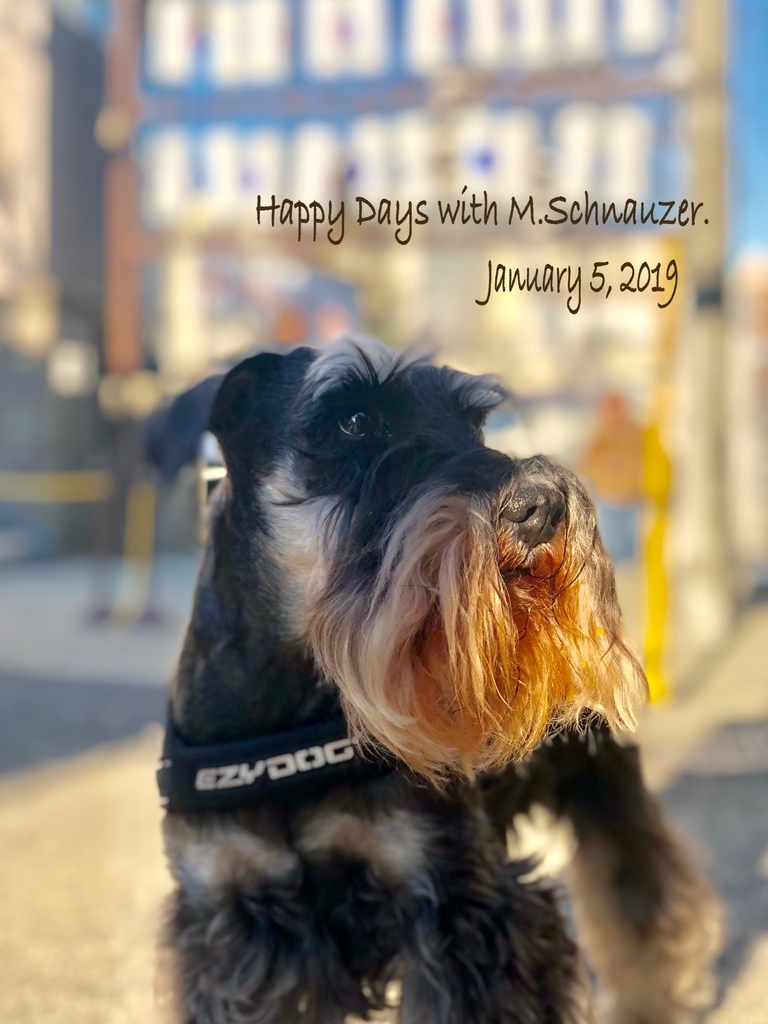 f:id:lovelyanzu:20190105222525j:plain f:id:lovelyanzu:20190105222525j:plain