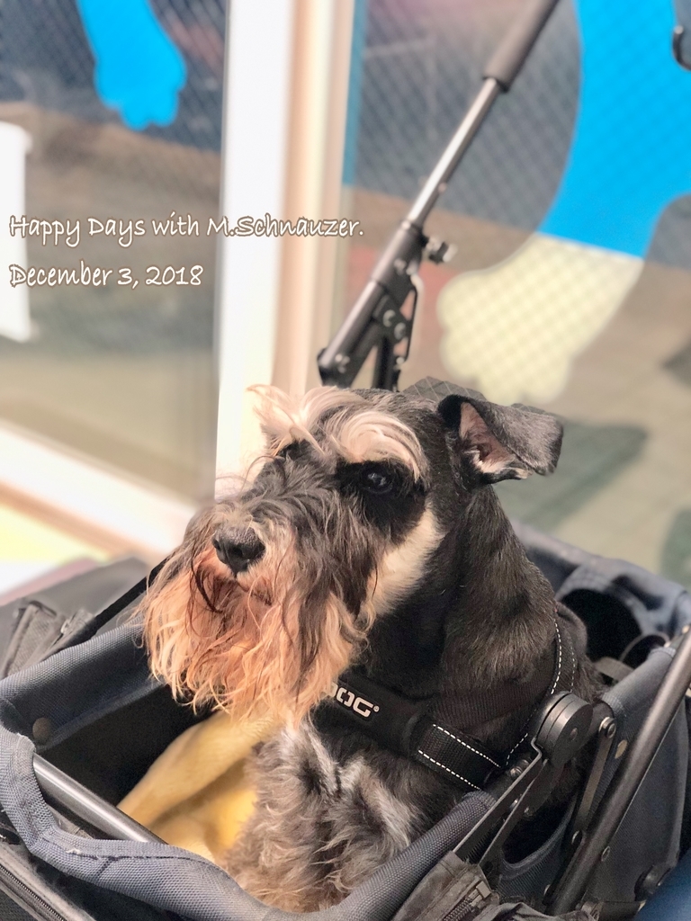 f:id:lovelyanzu:20190106211813j:plain f:id:lovelyanzu:20190106211813j:plain