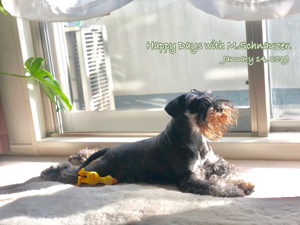 f:id:lovelyanzu:20190114111254j:plain f:id:lovelyanzu:20190114111254j:plain