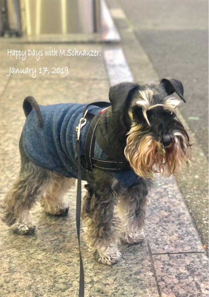 f:id:lovelyanzu:20190117083108j:plain f:id:lovelyanzu:20190117083108j:plain