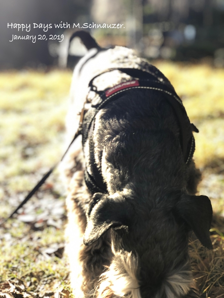 f:id:lovelyanzu:20190120174702j:plain f:id:lovelyanzu:20190120174702j:plain