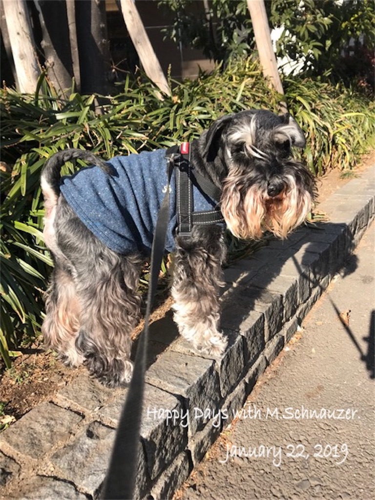 f:id:lovelyanzu:20190122224955j:image f:id:lovelyanzu:20190122224955j:image