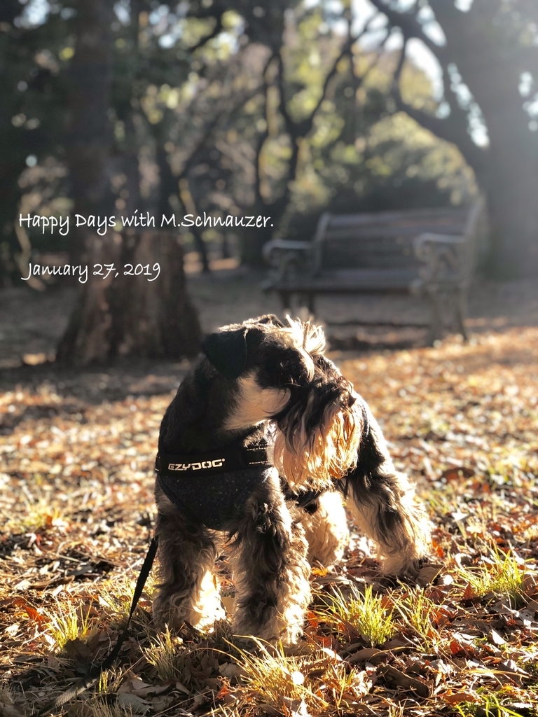 f:id:lovelyanzu:20190127224713j:plain f:id:lovelyanzu:20190127224713j:plain