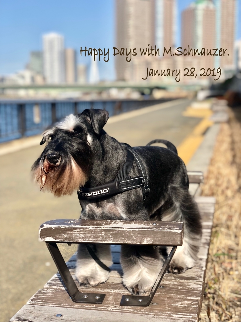 f:id:lovelyanzu:20190128203936j:plain