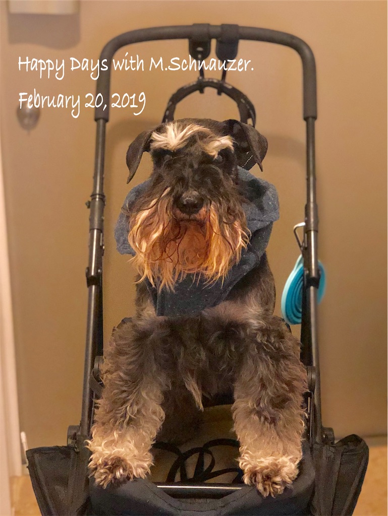 f:id:lovelyanzu:20190220120501j:image
