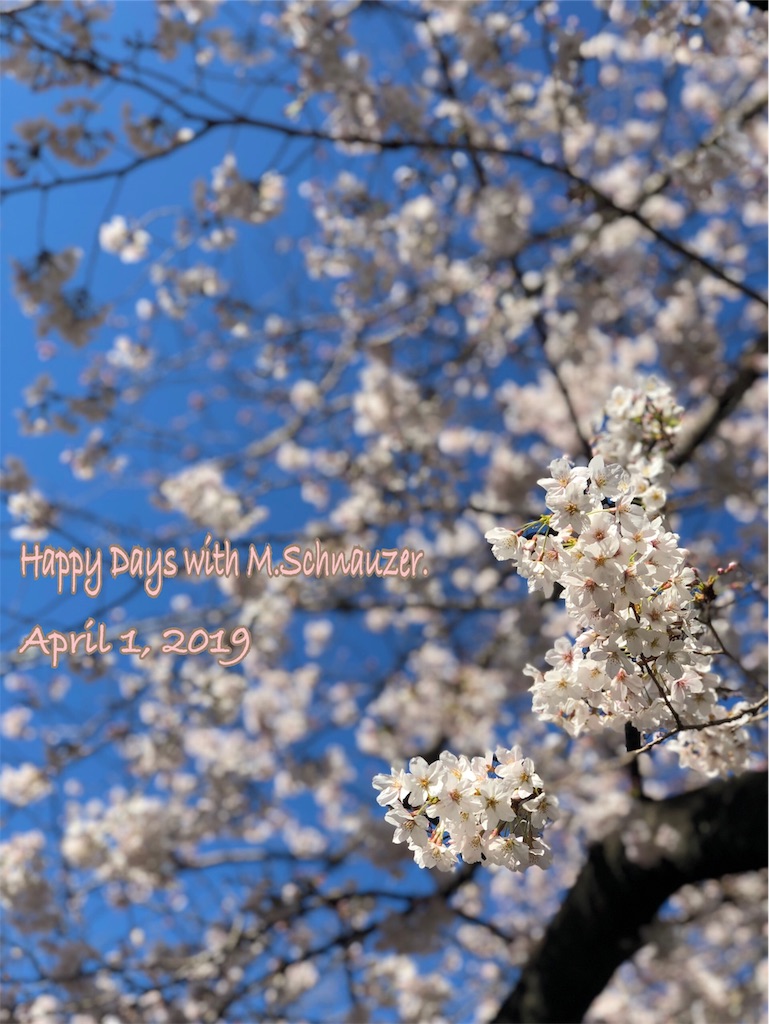 f:id:lovelyanzu:20190401180020j:image