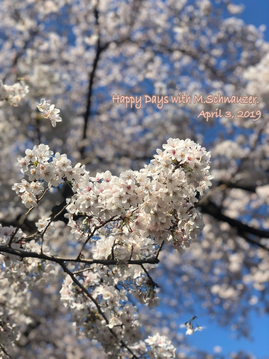 f:id:lovelyanzu:20190403212318j:plain f:id:lovelyanzu:20190403212318j:plain