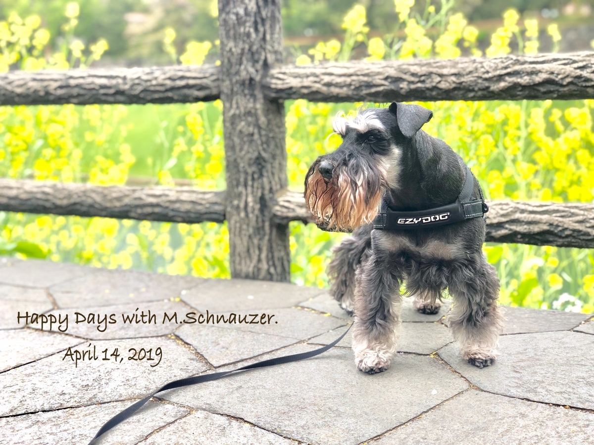 f:id:lovelyanzu:20190415204313j:plain