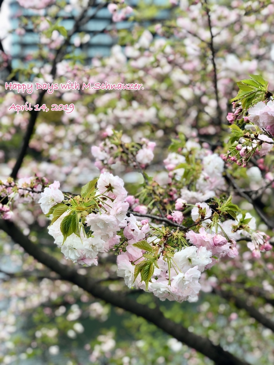 f:id:lovelyanzu:20190415204351j:plain