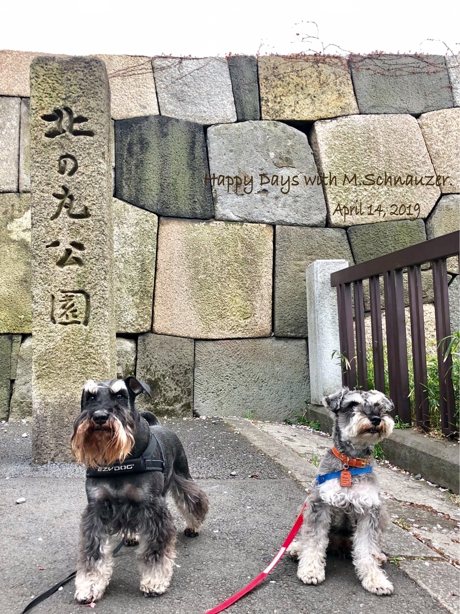 f:id:lovelyanzu:20190415204454j:plain