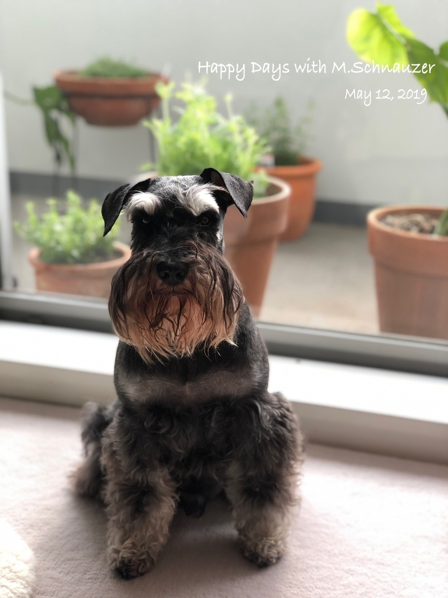 f:id:lovelyanzu:20190513214526j:plain