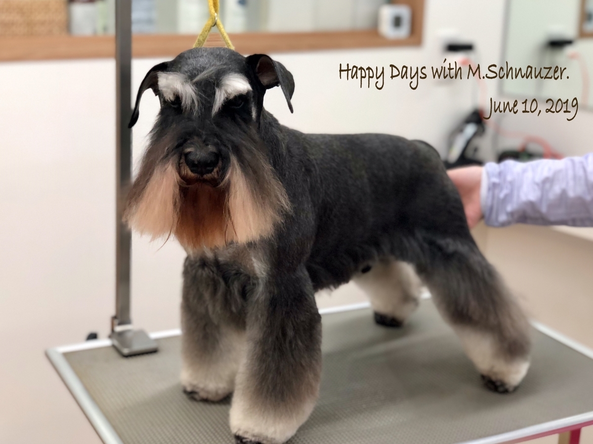 f:id:lovelyanzu:20190610175914j:plain