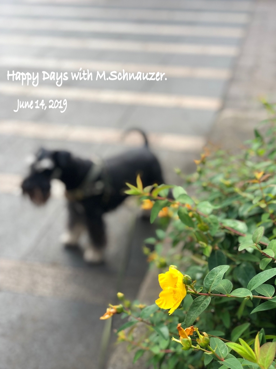f:id:lovelyanzu:20190617213655j:plain