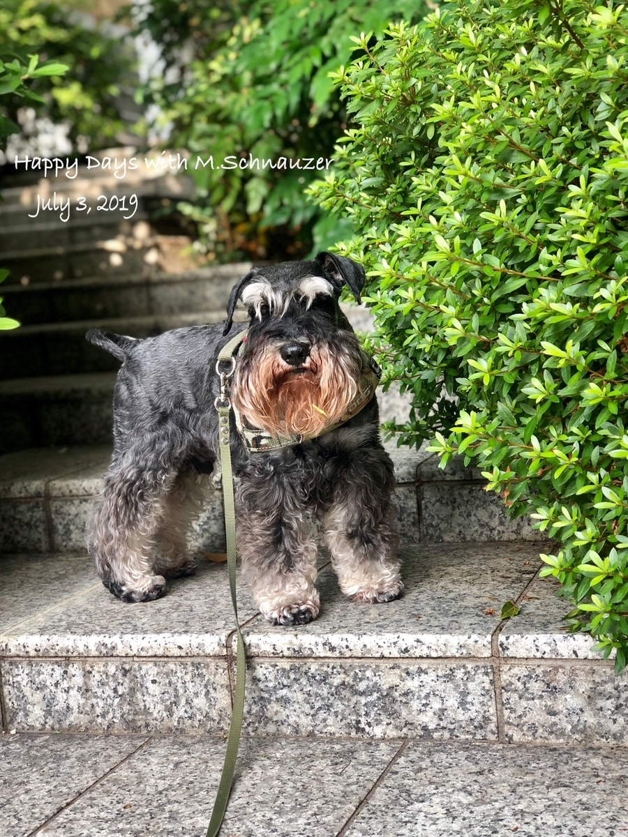 f:id:lovelyanzu:20190703210237j:plain f:id:lovelyanzu:20190703210237j:plain