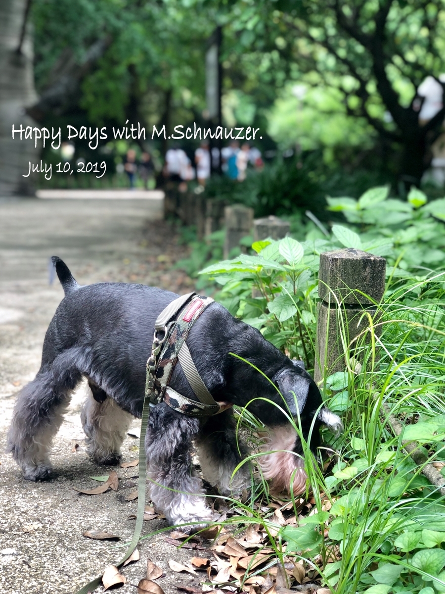 f:id:lovelyanzu:20190710224449j:plain