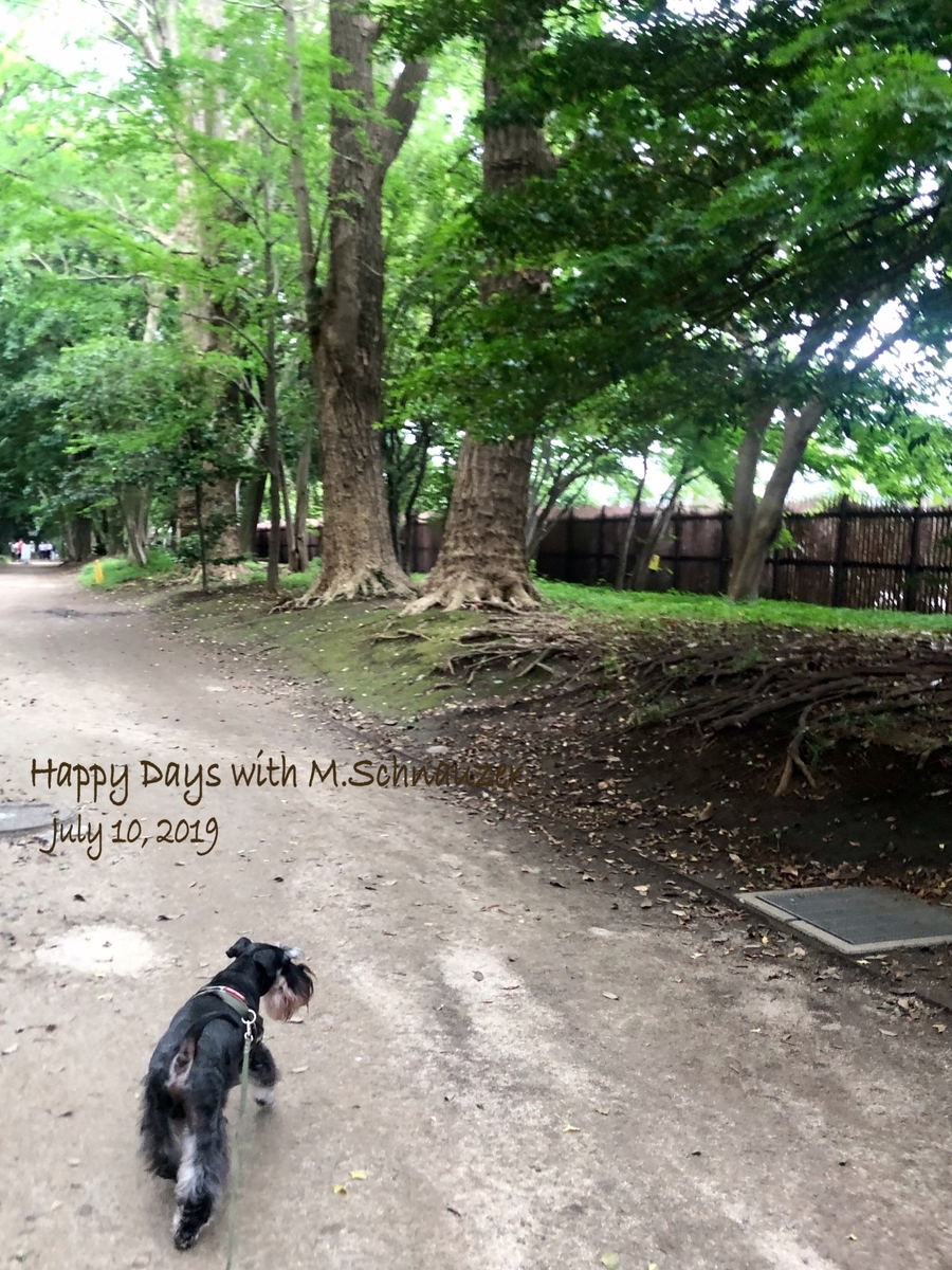 f:id:lovelyanzu:20190710224518j:plain