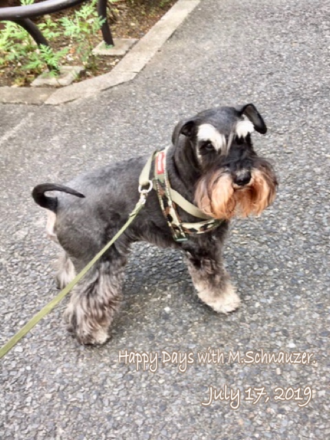 f:id:lovelyanzu:20190718201355j:plain f:id:lovelyanzu:20190718201355j:plain