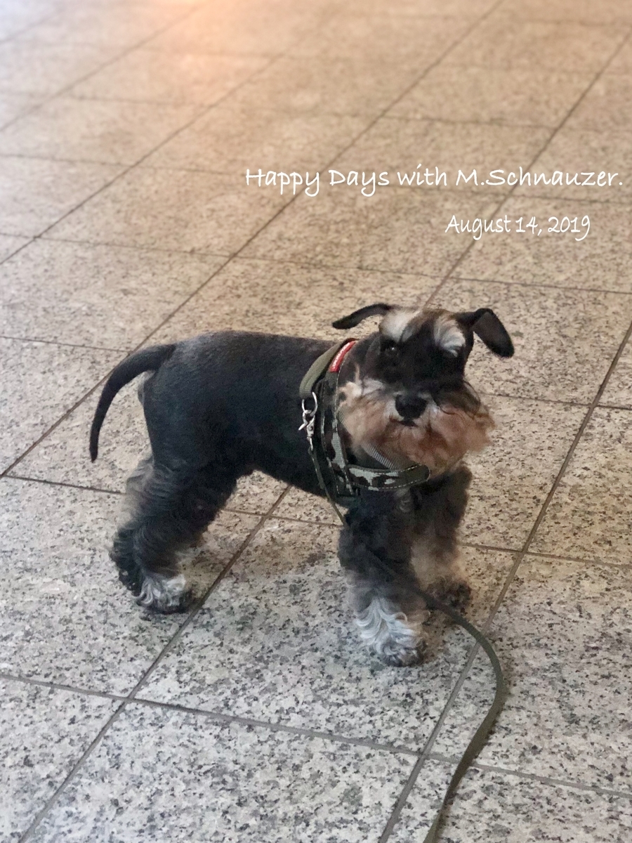 f:id:lovelyanzu:20190814222228j:plain