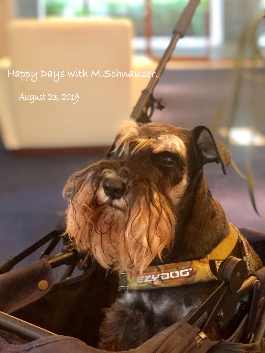 f:id:lovelyanzu:20190823073255j:plain f:id:lovelyanzu:20190823073255j:plain