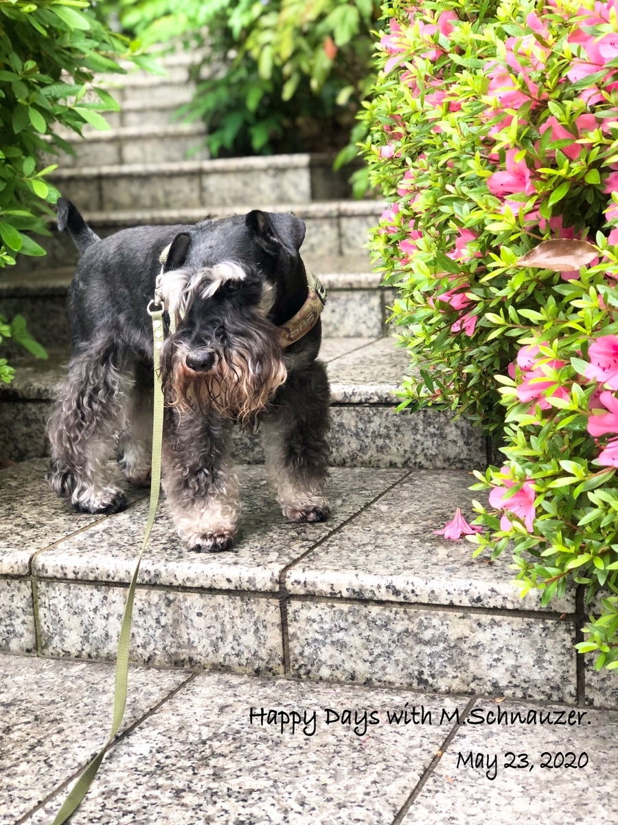 f:id:lovelyanzu:20200523110337j:plain