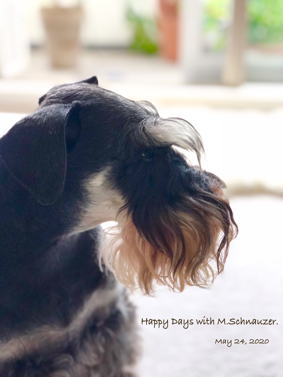 f:id:lovelyanzu:20200524225007j:plain