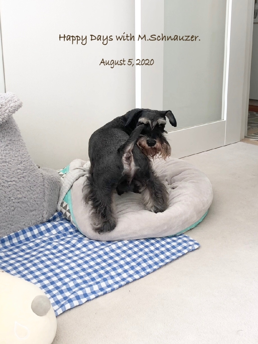 f:id:lovelyanzu:20200805222945j:plain f:id:lovelyanzu:20200805222945j:plain