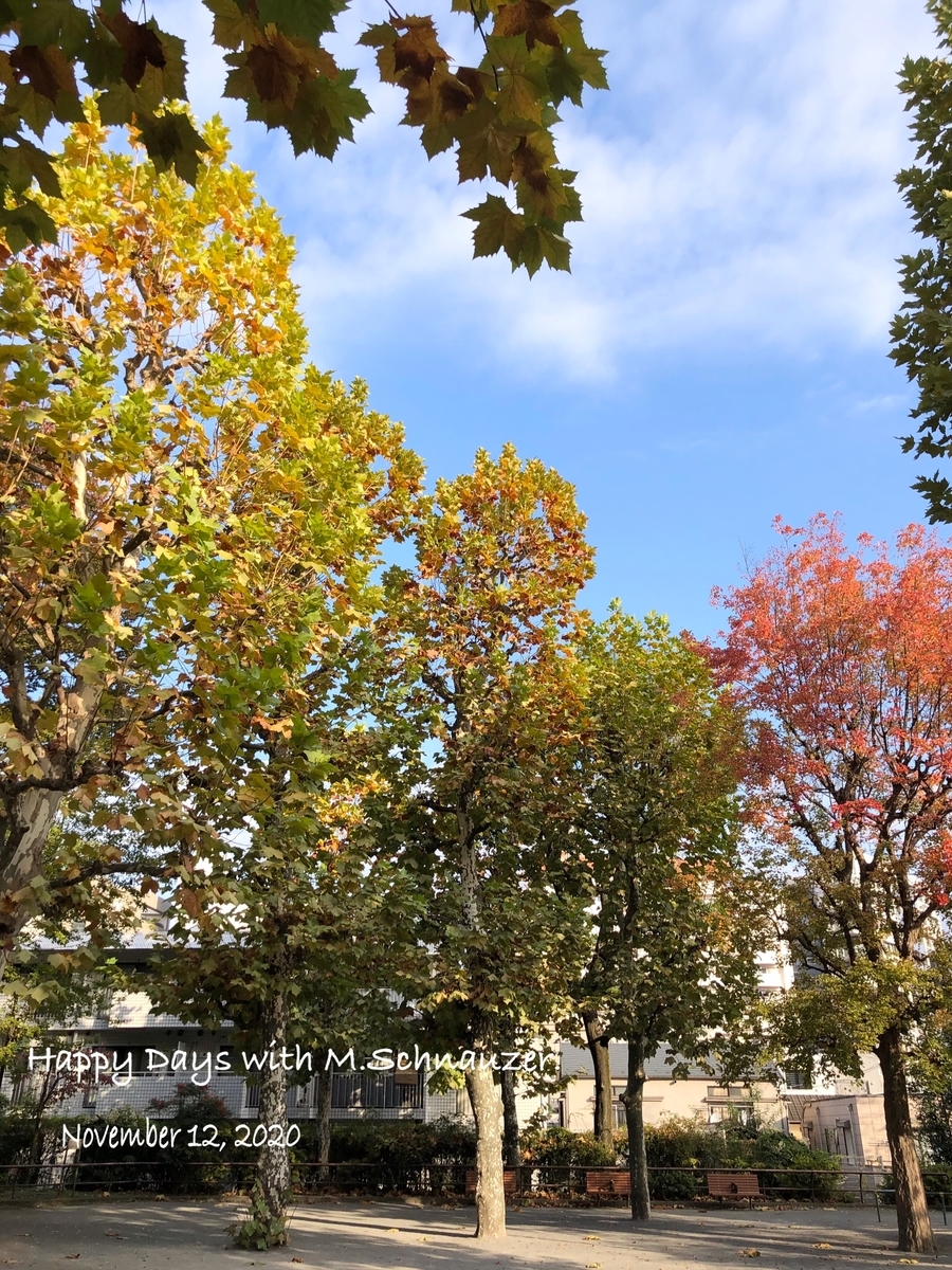 f:id:lovelyanzu:20201112124910j:plain f:id:lovelyanzu:20201112124910j:plain