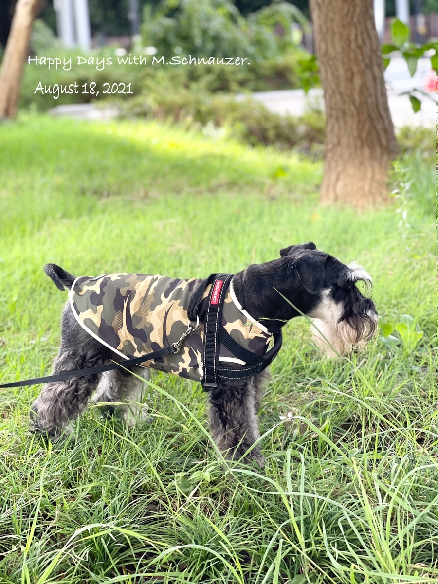 f:id:lovelyanzu:20210818213238j:plain