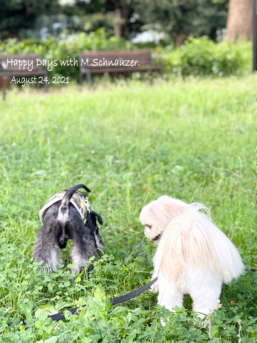 f:id:lovelyanzu:20210824125529j:plain