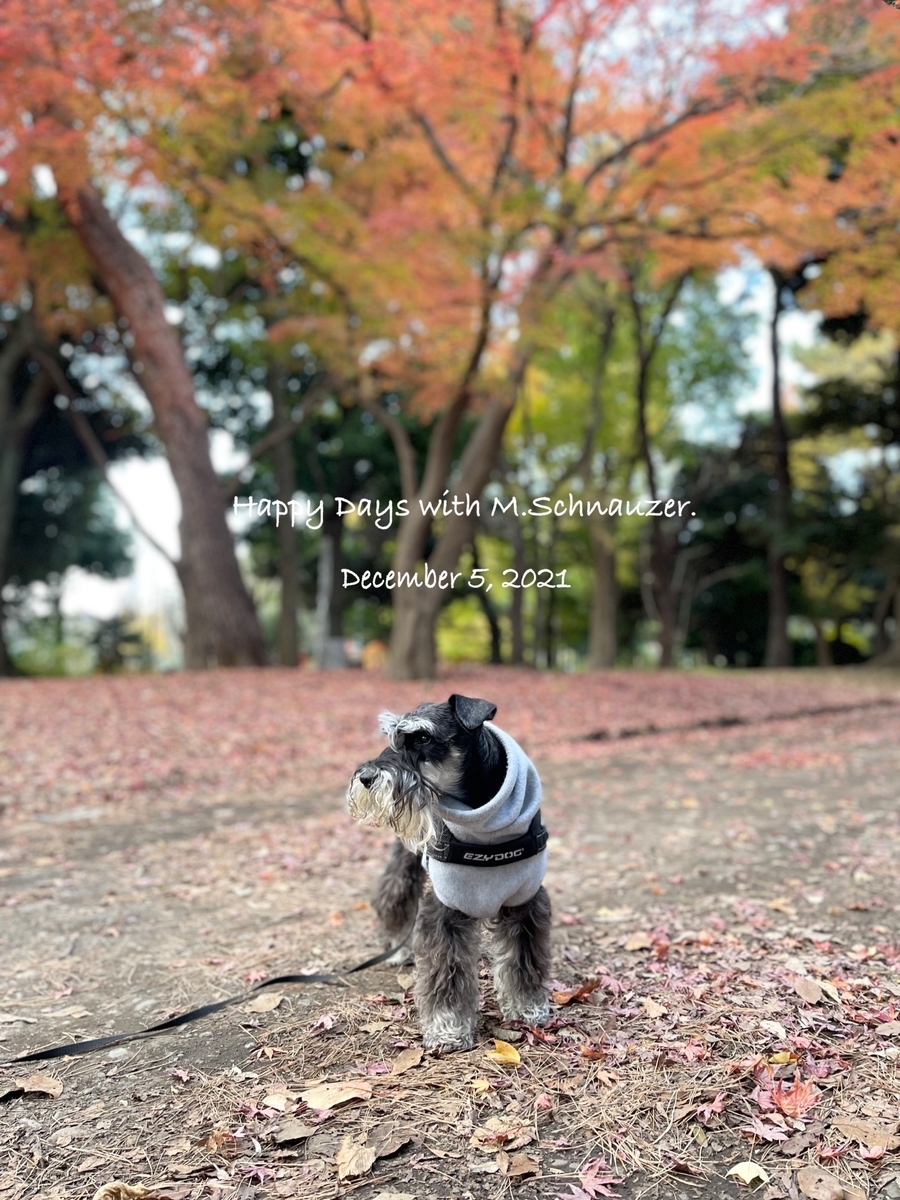 f:id:lovelyanzu:20211205180517j:plain