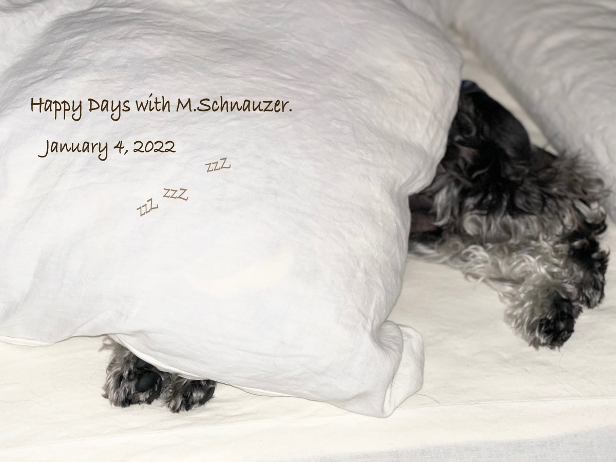 f:id:lovelyanzu:20220104194041j:plain