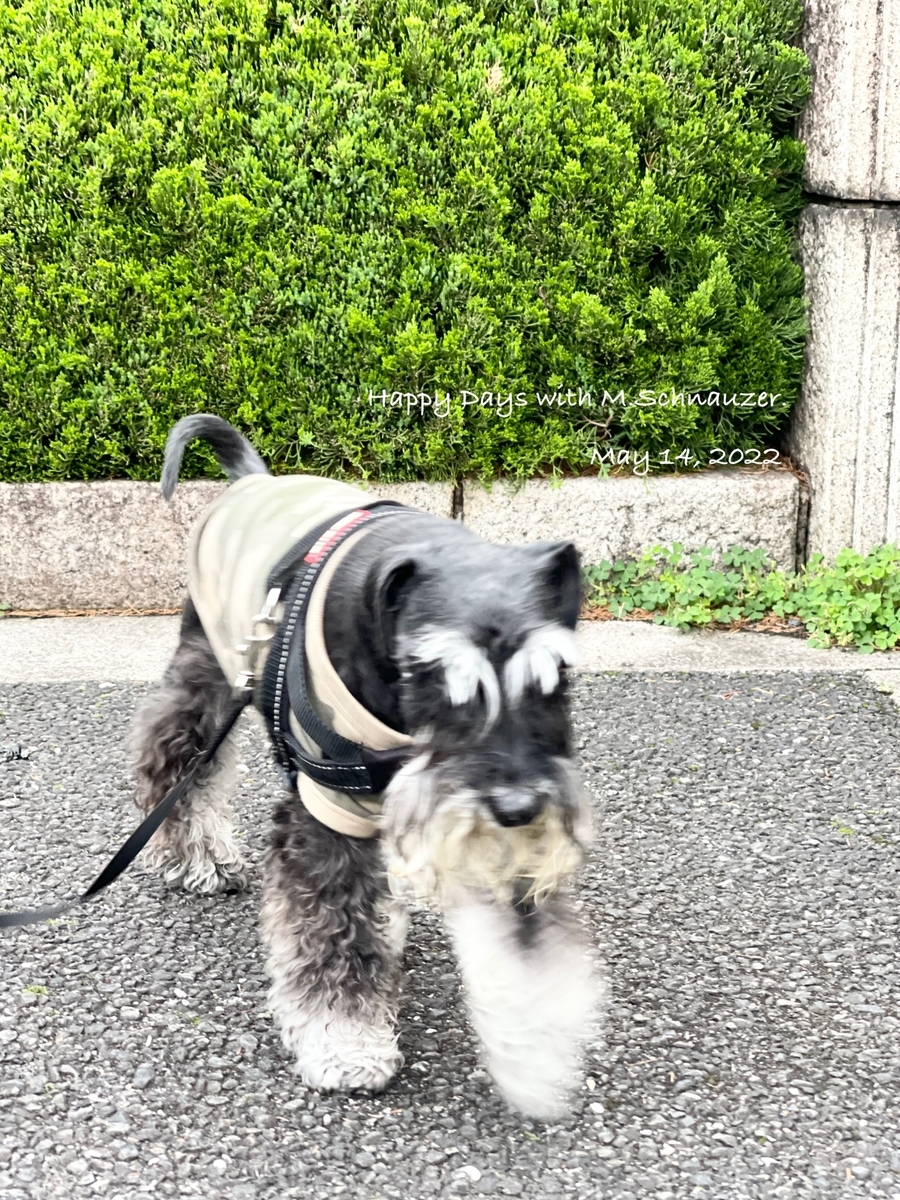 雨上がりの散歩と 愛犬も食べられる春菊ケーキ Happy Days With M Schnauzer