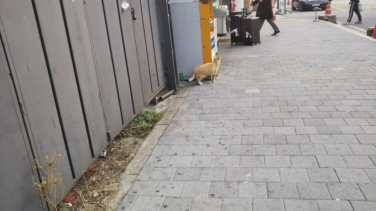 f:id:lovemusicharoone:20190328184927j:plain