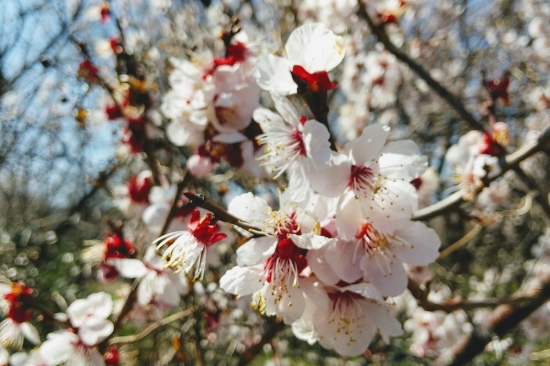 f:id:loveppap:20200325151407j:plain f:id:loveppap:20200325151407j:plain