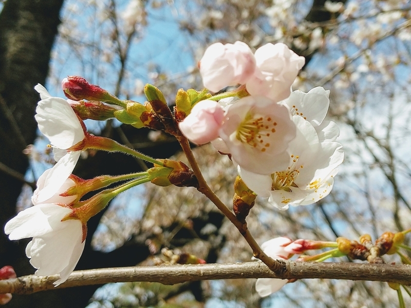 f:id:loveppap:20200415114521j:plain f:id:loveppap:20200415114521j:plain