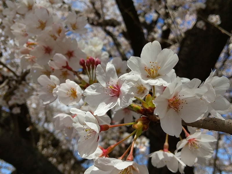 f:id:loveppap:20200415114540j:plain f:id:loveppap:20200415114540j:plain