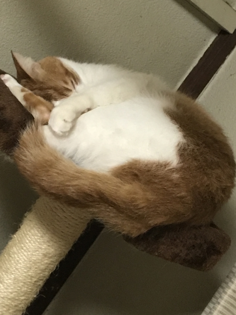 f:id:loverockbeer:20180323155307j:plain