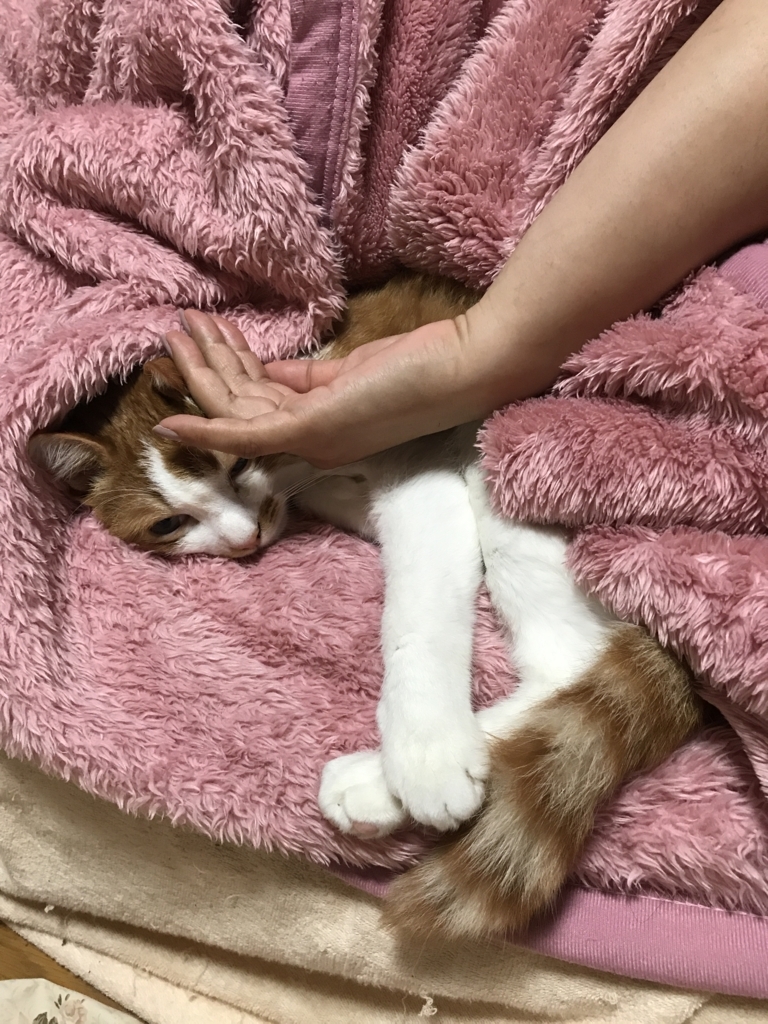 f:id:loverockbeer:20180516100548j:plain