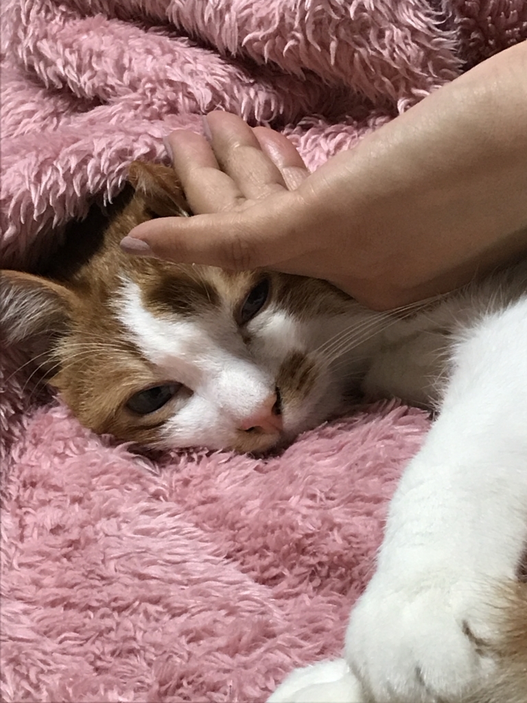 f:id:loverockbeer:20180516100611j:plain