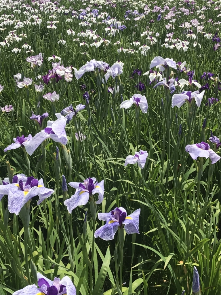 f:id:loverockbeer:20180608153459j:plain