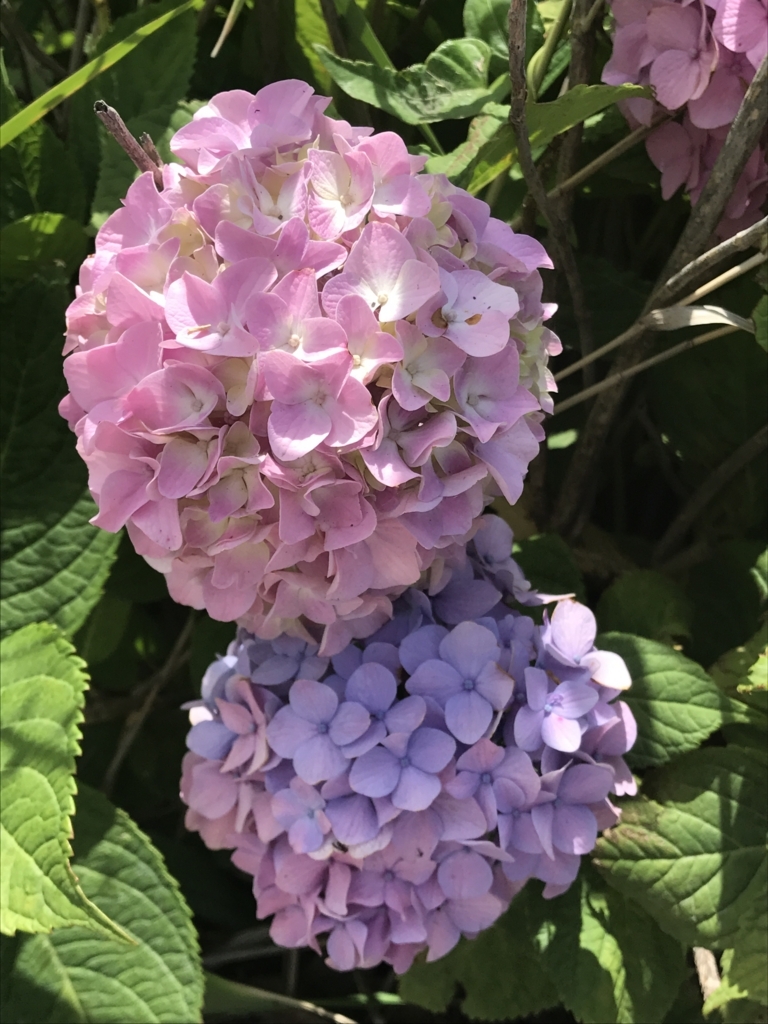 f:id:loverockbeer:20180608163126j:plain