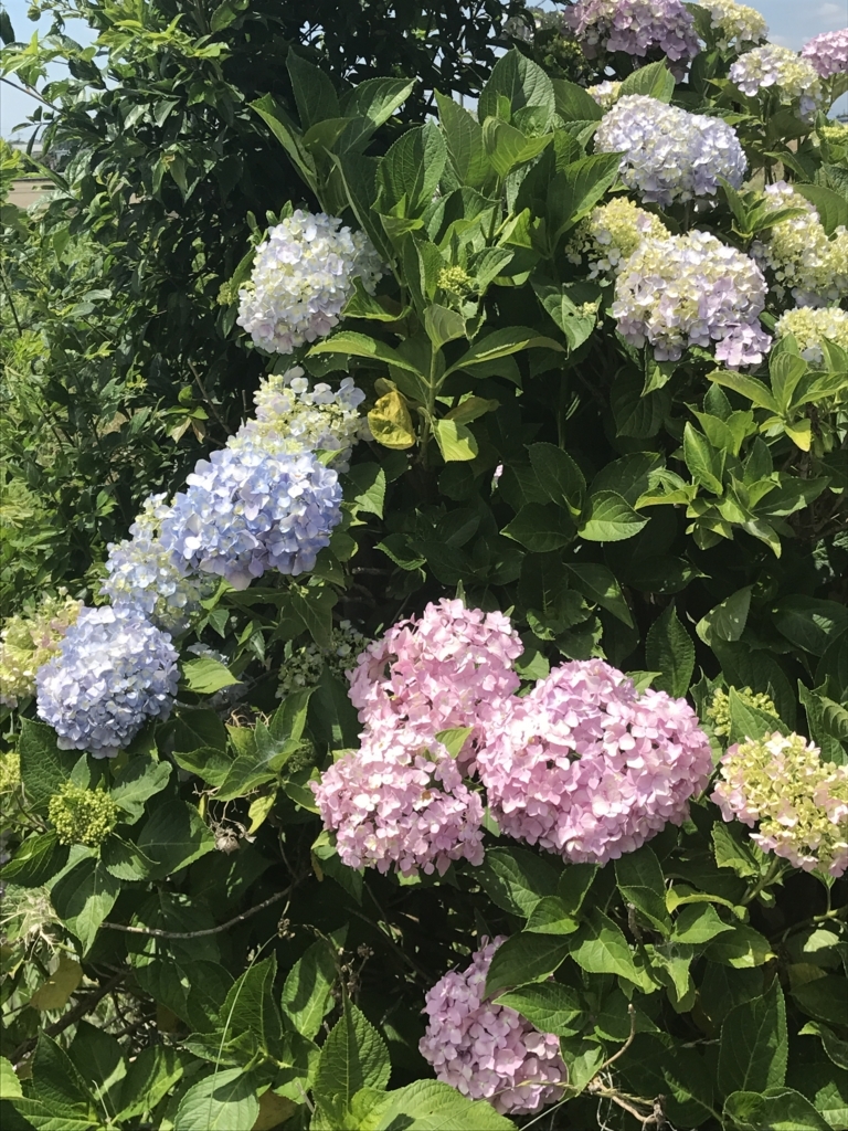 f:id:loverockbeer:20180608163154j:plain