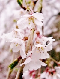 f:id:lovestamp:20180516100211j:plain f:id:lovestamp:20180516100211j:plain