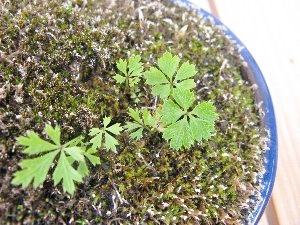 f:id:lovestamp:20180516101412j:plain