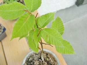 f:id:lovestamp:20180516101428j:plain