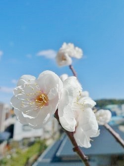 f:id:lovestamp:20180523194444j:plain
