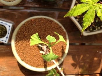 f:id:lovestamp:20180524111120j:plain